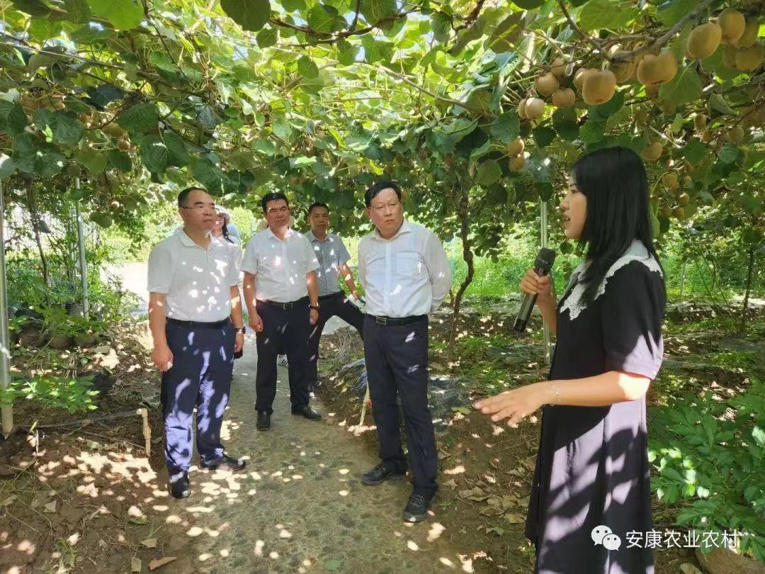 陕西省农业农村厅任步学调研安康畜牧产业